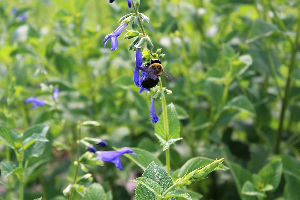 Closeup of a blue flower with a bee on it.